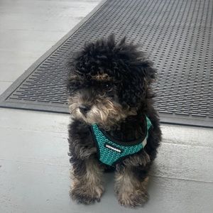 Meet your Posher, Mayra